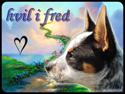 Australsk cattledog Anton *Himmelhund*