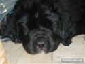 Newfoundlænder buster