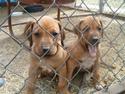 Rhodesian ridgeback Marley