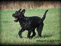 Riesenschnauzer Molly<3'