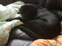 Labrador retriever Basse (himmelhund) rip!