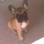 Fransk bulldog Armon