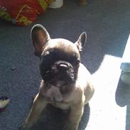 Fransk bulldog Armon