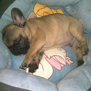 Fransk bulldog Armon