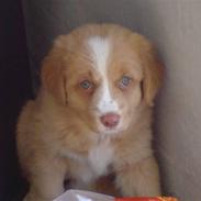 Nova scotia duck tolling retriever Luna