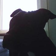 Amerikansk staffordshire terrier Thinca.