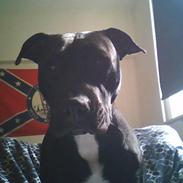 Amerikansk staffordshire terrier Thinca.