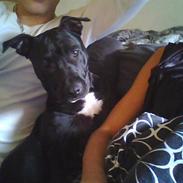 Amerikansk staffordshire terrier Thinca.