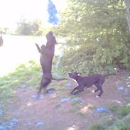 Amerikansk staffordshire terrier Thinca.