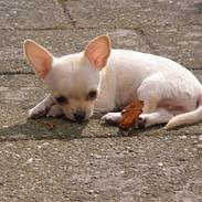 Chihuahua Mille 