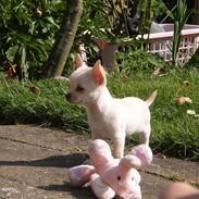 Chihuahua Mille 