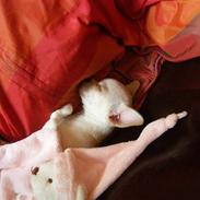 Chihuahua Mille 