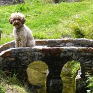 Lagotto romagnolo Viola
