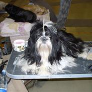 Shih tzu cacy