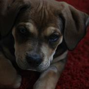 Cane corso capello 
