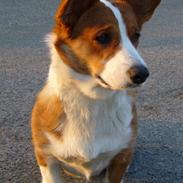 Welsh corgi cardigan Møller Kaas Bosco