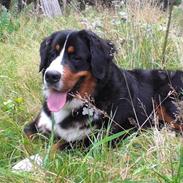 Berner sennenhund balou