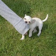 Chihuahua Mille 