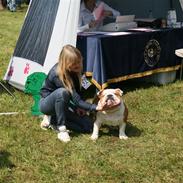 Engelsk bulldog lord conrad