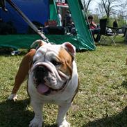 Engelsk bulldog lord conrad