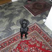 Flat coated retriever Buster