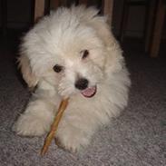 Coton de tulear Ella