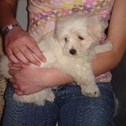 Coton de tulear Ella