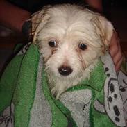Coton de tulear Ella