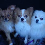 Blanding af racer Gizmo