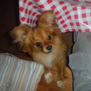 Blanding af racer Gizmo