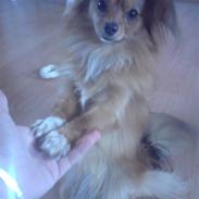 Blanding af racer Gizmo