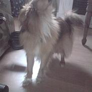 Blanding af racer Gizmo