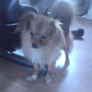 Blanding af racer Gizmo