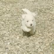 West highland white terrier Sankt Ludvig's Miss Tanja