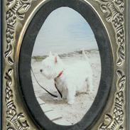 West highland white terrier Sankt Ludvig's Miss Tanja