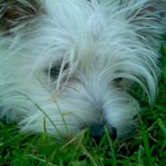 West highland white terrier Rødebro´s Sasha