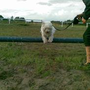West highland white terrier Rødebro´s Sasha