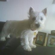 West highland white terrier Molly