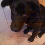 Blanding af racer Buddha