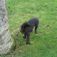 Blanding af racer Buddha