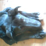 Blanding af racer Buddha