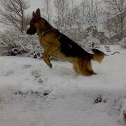 Schæferhund Team Marlboro Gajus