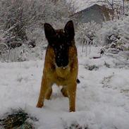 Schæferhund Team Marlboro Gajus