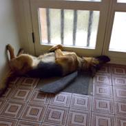 Schæferhund Team Marlboro Gajus