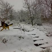 Schæferhund Team Marlboro Gajus