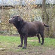 Labrador retriever Coco Shanell