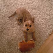 Blanding af racer Simba