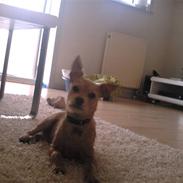 Blanding af racer Simba