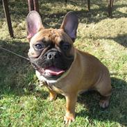 Fransk bulldog Bobo