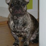 Fransk bulldog Chuck